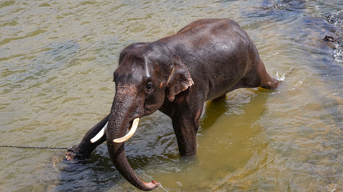 ഇന്ന് ലോക ഗജദിനം