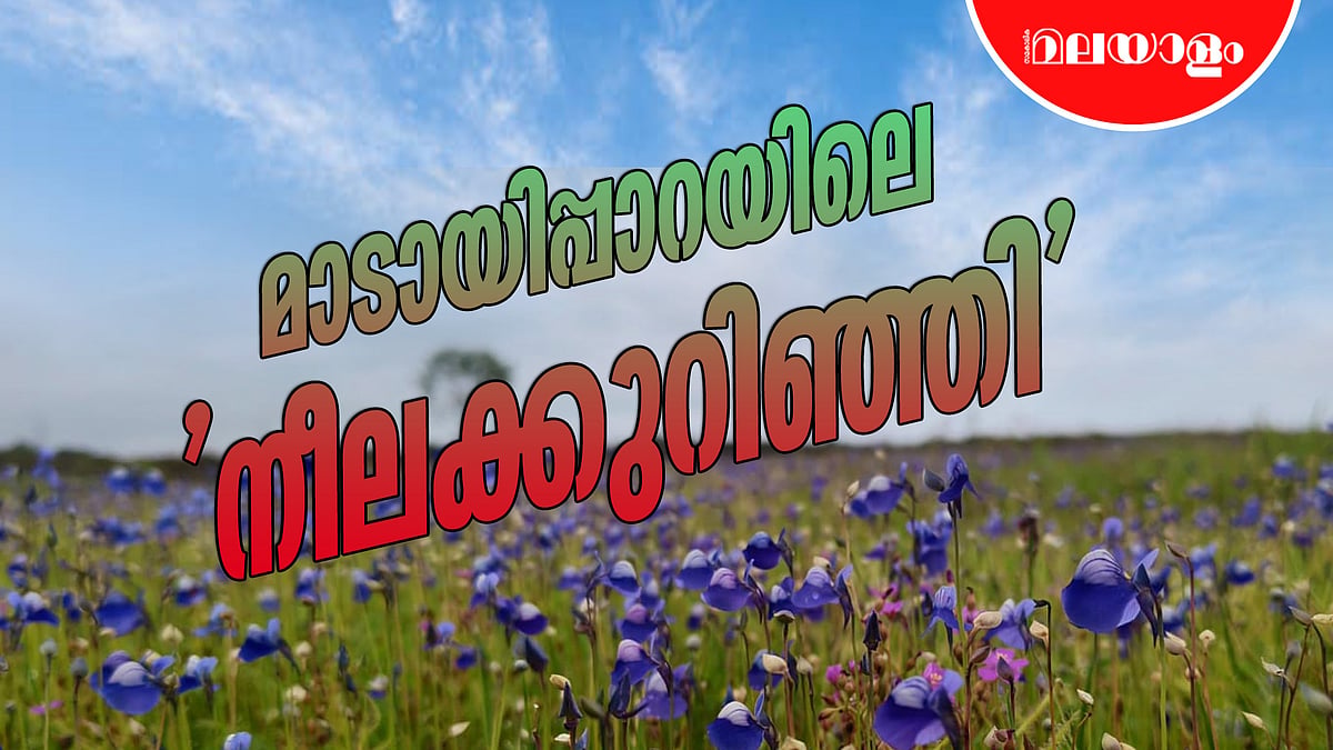 കാക്കാപ്പൂ നീലിമയിൽ മാടായിപ്പാറ