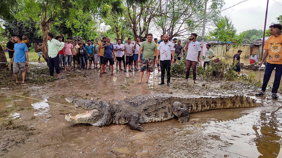 ഗുജറാത്തില്‍ വെള്ളപ്പൊക്കത്തില്‍ മുതലക്കൂട്ടങ്ങള്‍ ഒഴുകിയെത്തി, പുറത്തിറങ്ങാനാകാതെ ജനങ്ങള്‍, വിഡിയോ