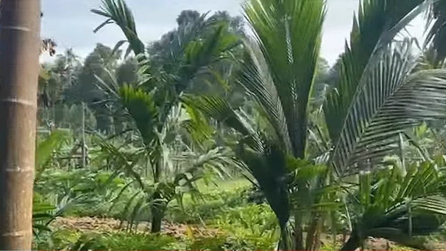 പന്നിക്കെണിയില്‍ നിന്നും ഷോക്കേറ്റു; പന്തളത്ത് രണ്ടുപേര്‍ മരിച്ചു