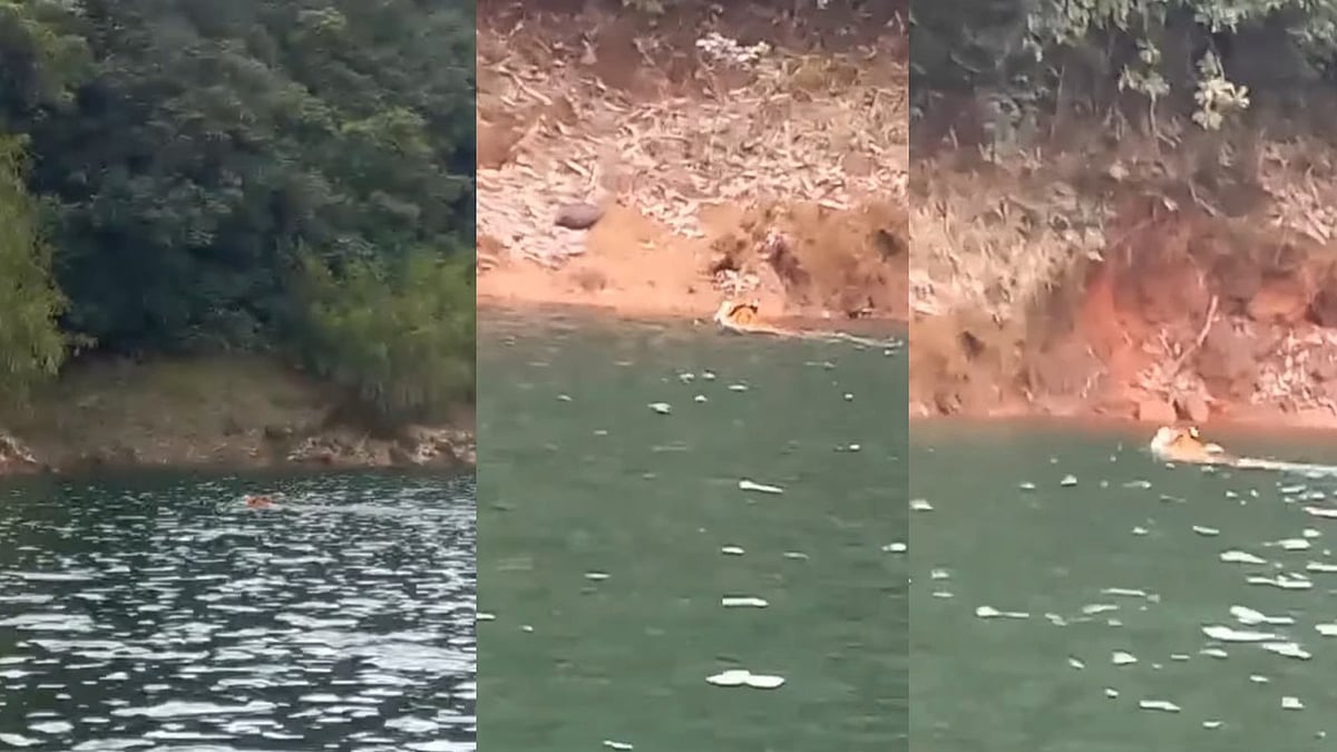 കക്കയം ഡാമില്‍ കടുവയെത്തി, വെള്ളത്തിലൂടെ നീന്തിക്കടക്കുന്ന ദൃശ്യങ്ങള്‍ വൈറല്‍, വിഡിയോ