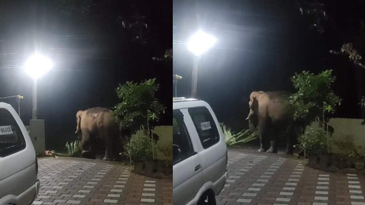 ഈ പൊലീസ് സ്റ്റേഷനിലെത്തുന്നത് പരാതിക്കാരല്ല; പകരം കാട്ടാന-വിഡിയോ