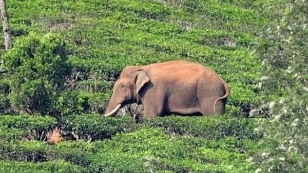 അരി നിര്ബന്ധമില്ല, പുല്ലും ഇലകളും ധാരാളം; അരിക്കൊമ്പന് 'ദുശ്ശീലങ്ങളെല്ലാം' മാറ്റി, മര്യാദക്കാരനായി