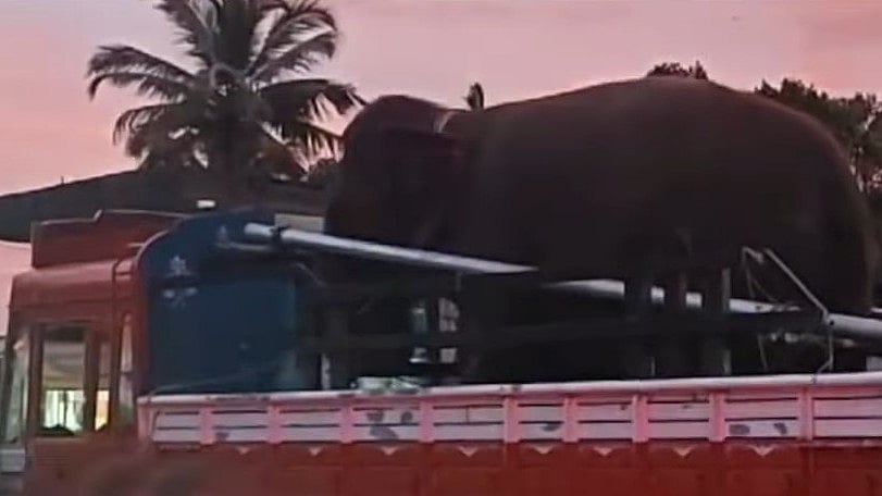 വിജയ് ദേവരകൊണ്ടയുടെ ഷൂട്ടിങ്ങിനെത്തിച്ചു; ആനകൾ തമ്മിൽ ഏറ്റുമുട്ടൽ, നാട്ടാന കാടുകയറി   