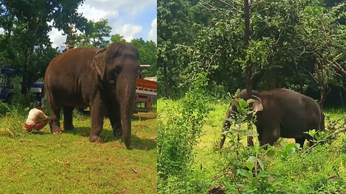 അവൻ ശരിക്കുമൊരു സാധു! ഉത്സവങ്ങളിലെ ആവേശം, 'സർട്ടിഫിക്കറ്റ് കിട്ടിയ നടൻ'; സോഷ്യൽ മീഡ‍ിയയിൽ നിറഞ്ഞ് പുതുപ്പള്ളി സാധു