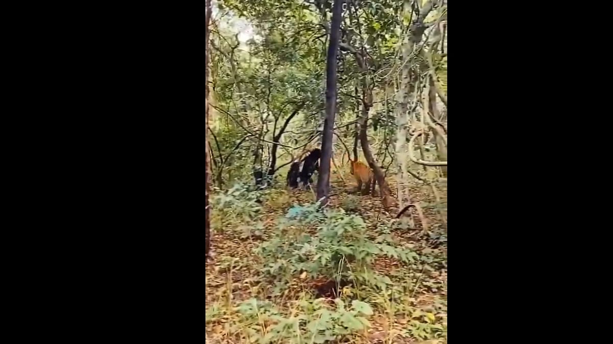 കുഞ്ഞിനെ പിടിക്കാന് കടുവ എത്തി; ഓടിച്ച് തുരത്തി അമ്മക്കരടി- വിഡിയോ