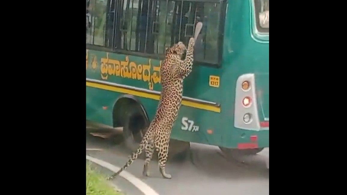 സഫാരി ബസിന്റെ വിന്‍ഡോയിലേക്ക് കുതിച്ചുചാടി പുലി, ഞെട്ടി സഞ്ചാരികള്‍; ഒടുവില്‍- വൈറല്‍ വിഡിയോ 