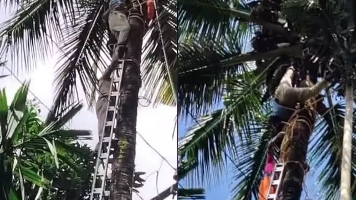 തെങ്ങ് കയറുന്നതിനിടെ യന്ത്രത്തില്‍ കുടുങ്ങി; തലകീഴായി കിടന്നത് മണിക്കൂറുകള്‍, അതിസാഹസികമായി രക്ഷപ്പെടുത്തി