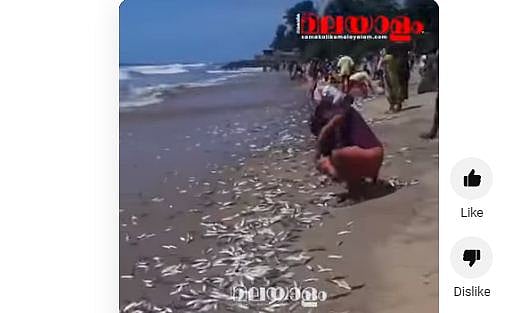 കൈ നനയാതെ മീന്‍പിടിക്കാം! തളിക്കുളത്ത് തീരത്ത് അടിഞ്ഞുകൂടി ചാളക്കൂട്ടം - വിഡിയോ 