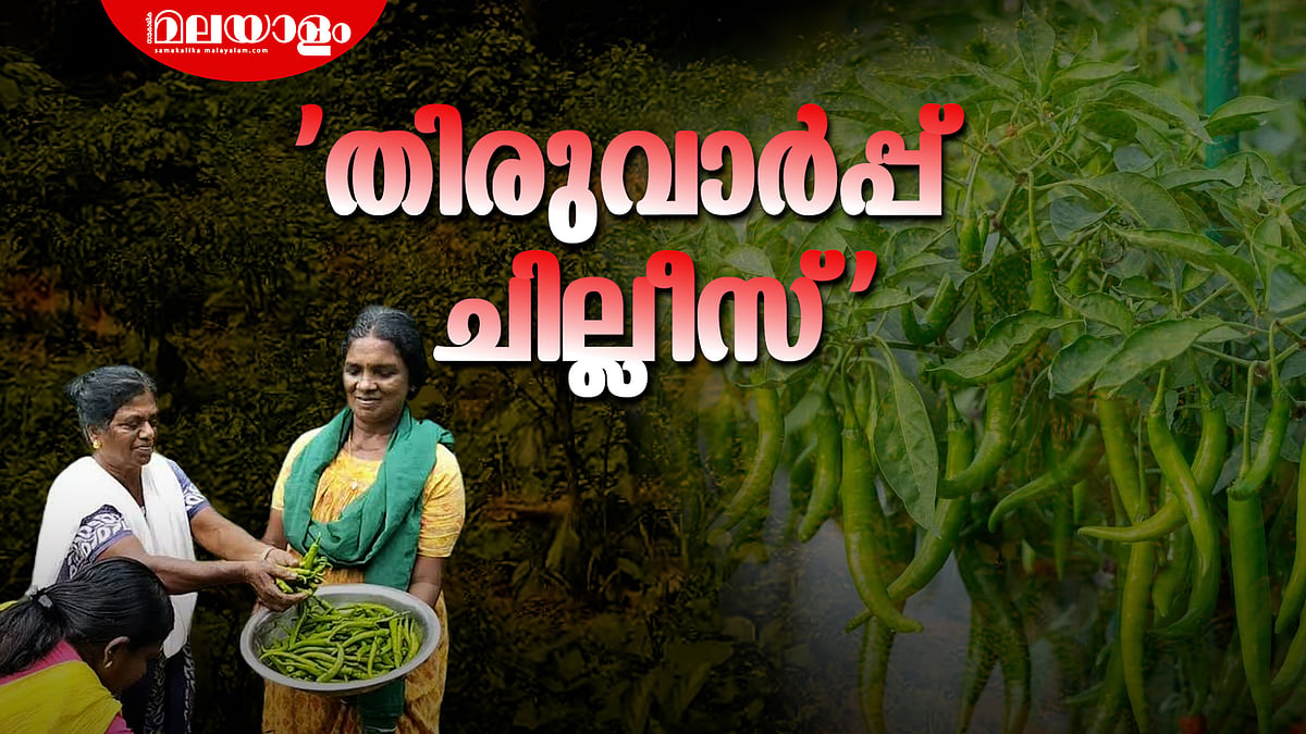 വിളവെടുപ്പിന് പാകമായി തിരുവാർപ്പിലെ മുളകുപാടം
