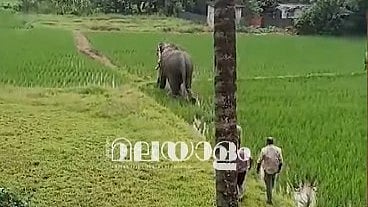 കുന്നംകുളത്ത് പള്ളിപ്പെരുന്നാളിന് എത്തിച്ച ആന ഇടഞ്ഞ് ഓടി; പരിഭ്രാന്തരായി നാട്ടുകാര്; വീഡിയോ