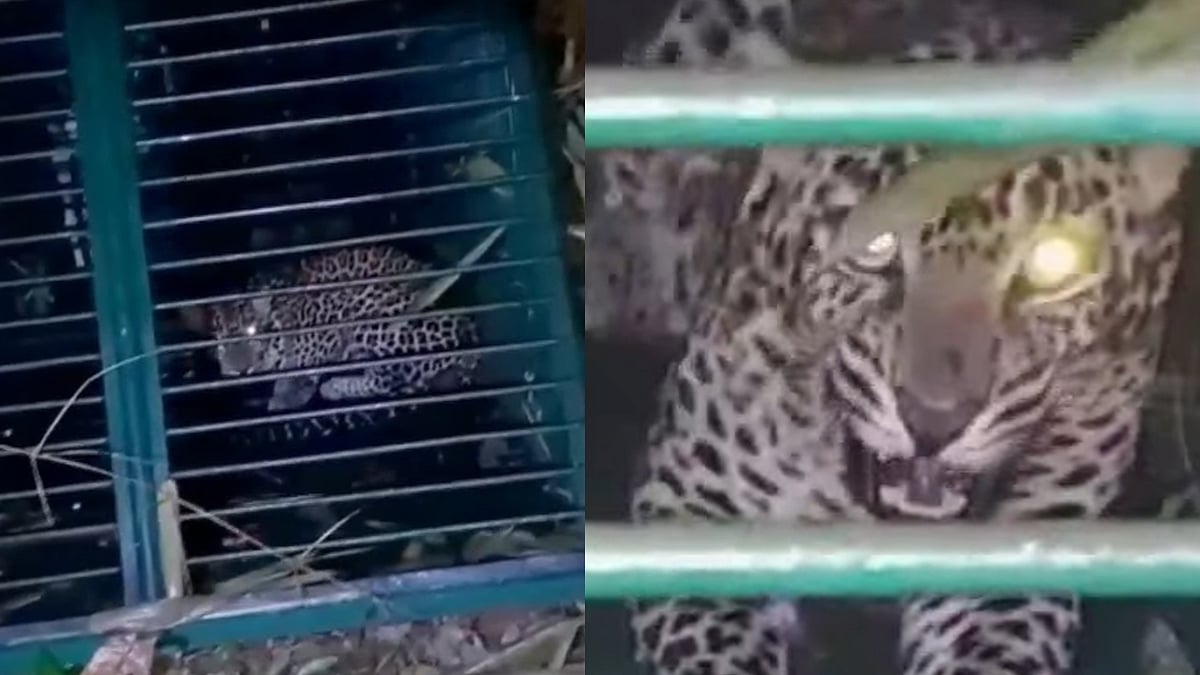 അവസാനം കുടുങ്ങി, ചിതല്‍വെട്ടിയെ ഭീതിയിലാക്കിയ പുലി കൂട്ടിലായി- വിഡിയോ