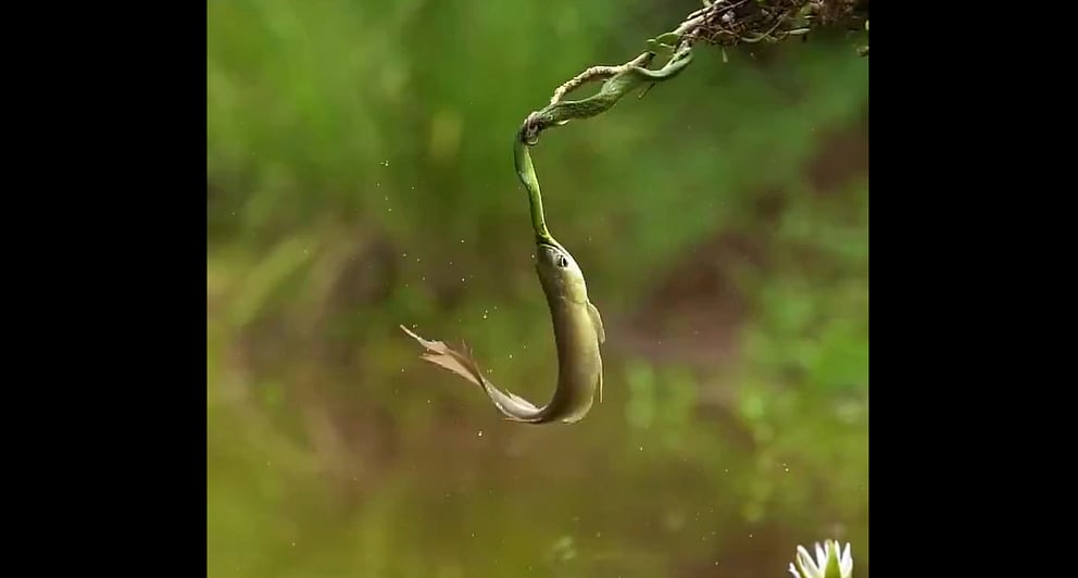 പാമ്പിനെ ലക്ഷ്യമാക്കി വാ പിളര്‍ന്ന് ഉയര്‍ന്നുപൊങ്ങി, അമളി പറ്റി തൂങ്ങിക്കിടന്ന് മത്സ്യം; ഒടുവില്‍ രക്ഷ- വിഡിയോ 