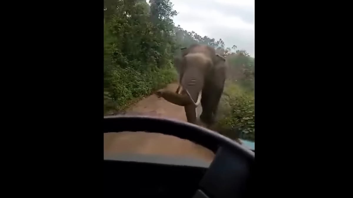 സ്കൂൾ ബസിന് നേരെ പാഞ്ഞടുത്ത് 'പടയപ്പ'; അലറിക്കരഞ്ഞ് കുട്ടികൾ, രക്ഷപ്പെട്ടത് തലനാരിഴയ്ക്ക്- വിഡിയോ  