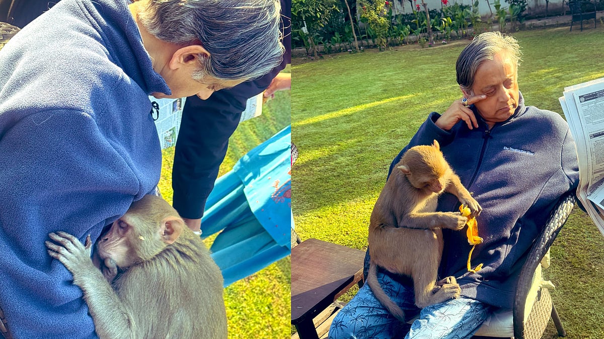 'പത്രം വായിക്കുമ്പോള്‍ അവനെത്തി; മടിയില്‍ ഇരുന്നു ഉറങ്ങി, പഴം കഴിച്ചു'; അപ്രതീക്ഷിത അതിഥിയെക്കുറിച്ച് ശശി തരൂര്‍