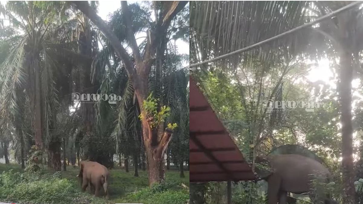 തെങ്ങിന്‍ പട്ടയും കരിക്കും അകത്താക്കി; അതിരപ്പിള്ളി പൊലീസ് സ്റ്റേഷനിലെത്തി ഒറ്റയാന്‍, വിഡിയോ