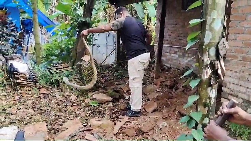രണ്ടര വര്‍ഷമായി വീട്ടുകാരെ ഭീതിപ്പെടുത്തി വിലസി; തൃശൂരില്‍ കൂറ്റന്‍ മൂര്‍ഖന്‍ പിടിയില്‍- വിഡിയോ 
