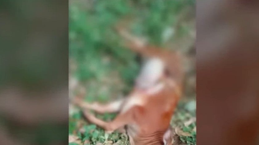 തൃശൂര്‍ പാലപ്പിള്ളിയില്‍ വീണ്ടും പുലിയിറങ്ങി?; പശുക്കുട്ടിയെ കൊന്ന നിലയില്‍