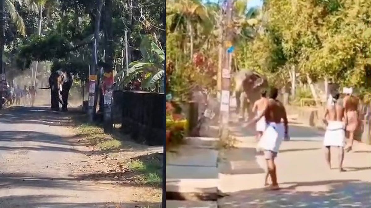 തൃശൂരില്‍ ഉത്സവത്തിനെത്തിച്ച ആന രണ്ടുപേരെ കുത്തിവീഴ്ത്തി; ഒരാള്‍ മരിച്ചു; വിഡിയോ