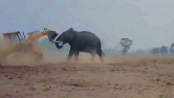 ജെസിബിയുമായി കൊമ്പുകോര്‍ത്ത് കാട്ടാന; ഡ്രൈവര്‍ക്കെതിരെ കേസ്; വൈറല്‍ വീഡിയോ
