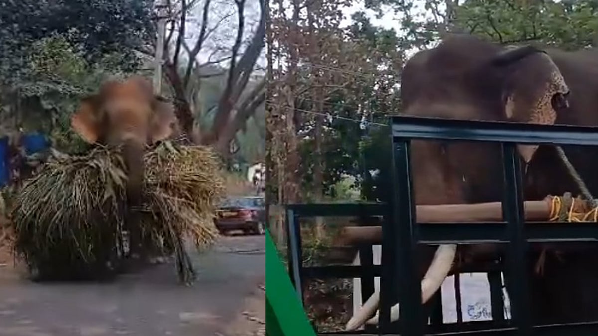 മസ്തകത്തിന് മുറിവേറ്റ കൊമ്പന്റെ ചികിത്സ: കുങ്കിയാനയെ എത്തിച്ചു; ആനയെ കോടനാട് ആനക്കൊട്ടിലിലേക്ക് മാറ്റും, വിഡിയോ