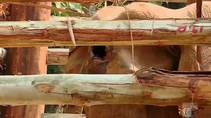 മുറിവ് മറ്റൊരു ആനയുമായുള്ള ഏറ്റുമുട്ടലില്‍, തലച്ചോറിനും അണുബാധയേറ്റു; മസ്തകവും തുമ്പിക്കൈയും പുഴുവരിച്ച നിലയില്‍ എന്ന പോസ്റ്റ്‌മോര്‍ട്ടം റിപ്പോര്‍ട്ട്