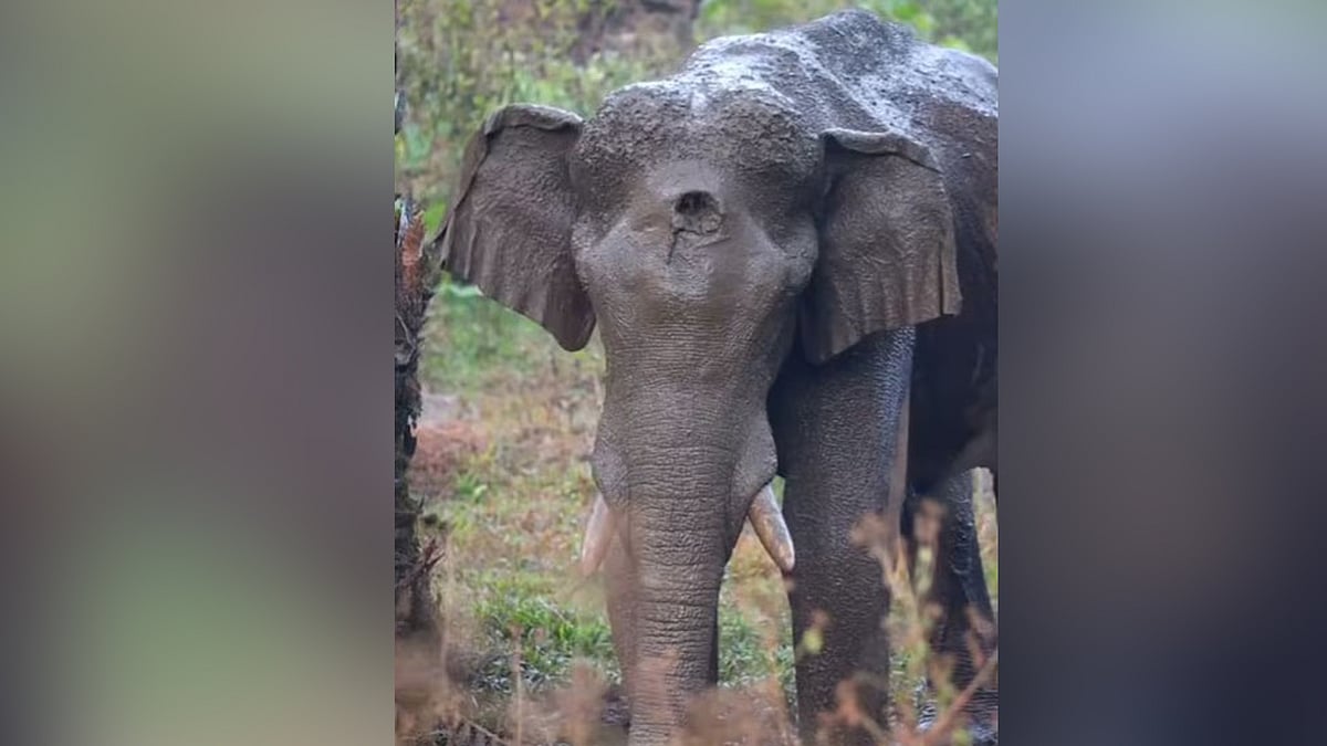 മുറിവേറ്റ കൊമ്പന് ചികിത്സ വൈകി, പഴുപ്പില്‍ മരുന്ന് വെച്ചില്ല;  ഒരു മാസത്തോളം അനാസ്ഥ തുടര്‍ന്നു