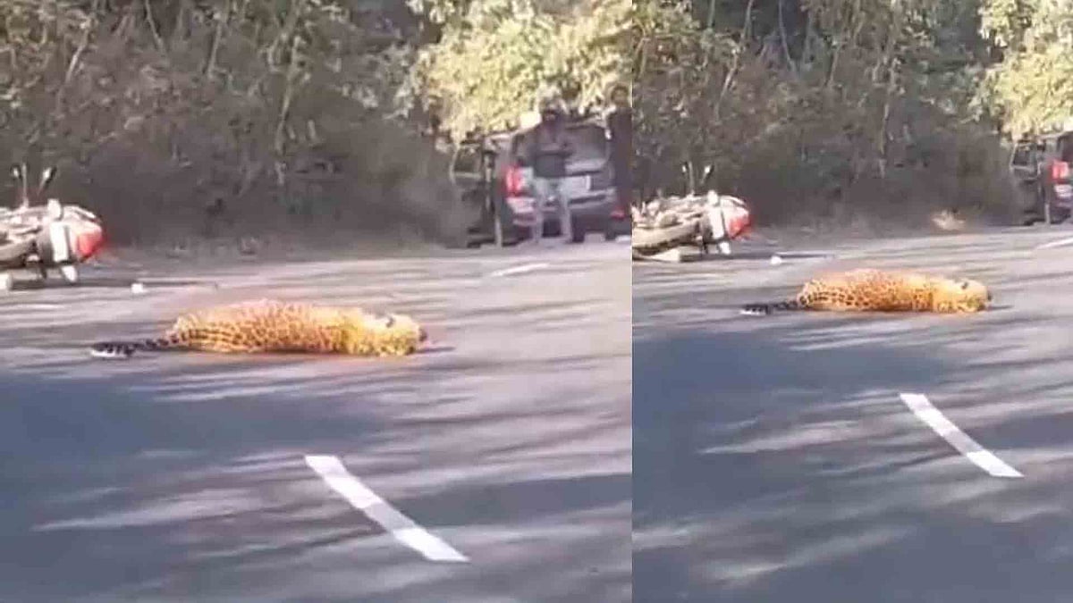 എന്തോ മിന്നായം പോലെ ബൈക്കിലേക്ക് ചാടി, നോക്കിയപ്പോള്‍ പുലി; അവിശ്വസനീയ രക്ഷപ്പെടലിന്റെ ആശ്വാസത്തില്‍ രാജേഷ് - വിഡിയോ 