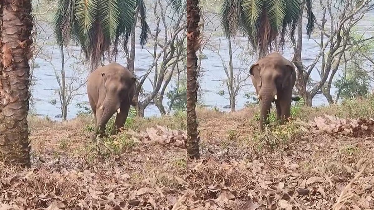 ആരോഗ്യം വീണ്ടെടുത്തെന്ന് വിലയിരുത്തല്‍;  ഏഴാറ്റുമുഖം ഗണപതിയെ തത്കാലം മയക്കുവെടിവയ്ക്കേണ്ടെന്ന് തീരുമാനം