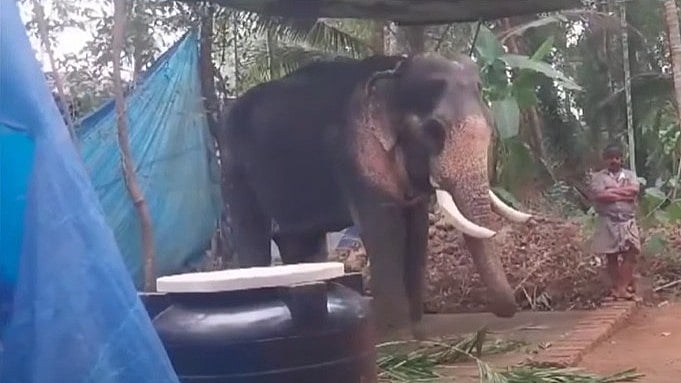 അനുമതിയില്ലാതെ എഴുന്നള്ളിപ്പിന് എത്തിച്ചു; ആനയെ കസ്റ്റഡിയിലെടുത്ത് വനം വകുപ്പ്