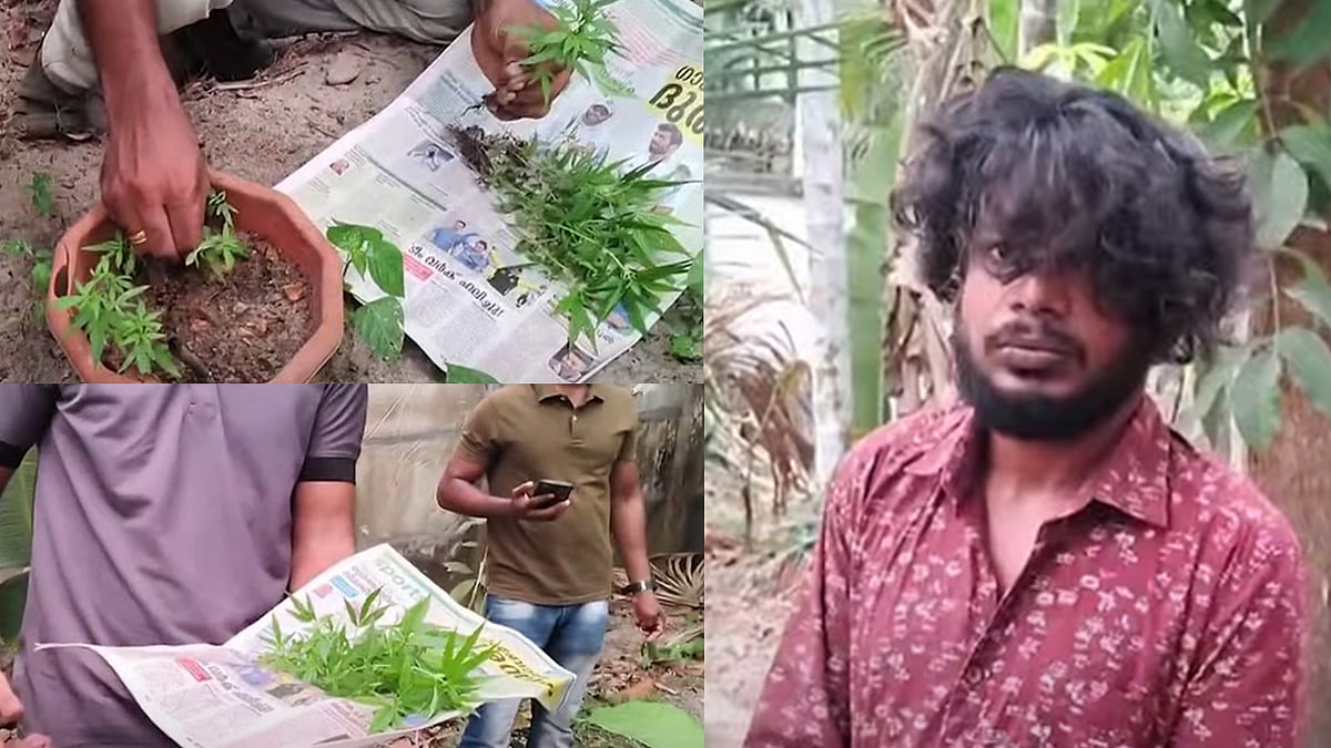 കൊല്ലത്ത് വീട്ടുവളപ്പില്‍ കഞ്ചാവു കൃഷി, 38 ചെടികളും 10.5 കിലോ കഞ്ചാവും പിടികൂടി; രണ്ടു യുവാക്കള്‍ അറസ്റ്റില്‍