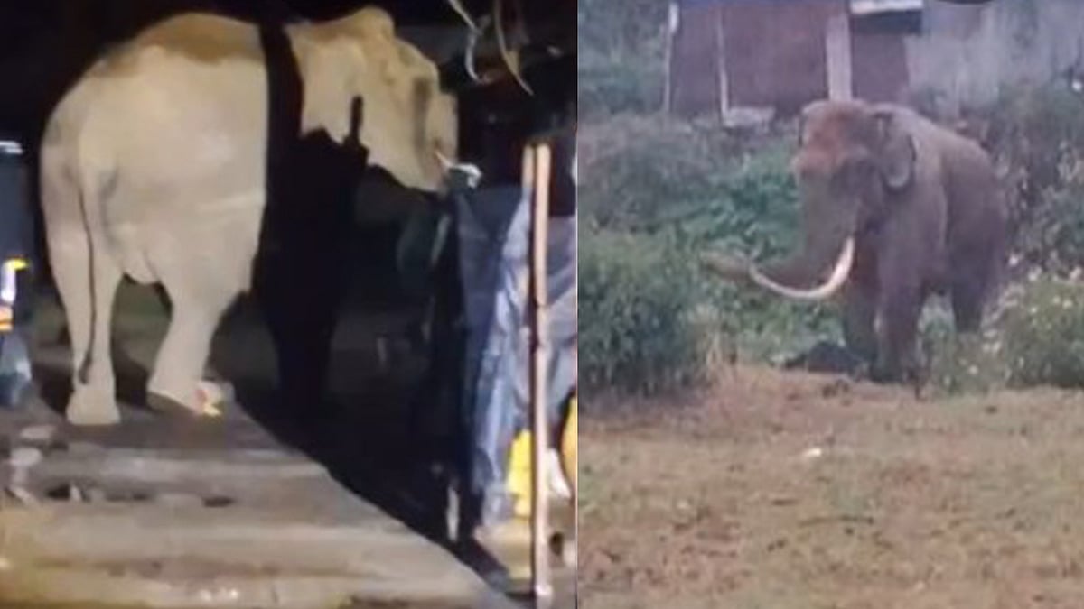 മൂന്നാറിൽ വീണ്ടും പടയപ്പ ഇറങ്ങി; ഒരു വീട് ഭാ​ഗികമായി തകർത്തു, വിഡിയോ
