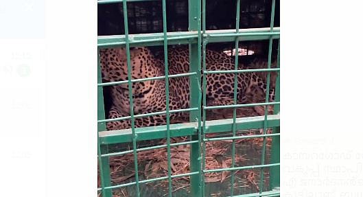 കാസര്‍ക്കോട് വനംവകുപ്പിന്റെ കൂട്ടില്‍ വീണ്ടും പുലി കുടങ്ങി - വിഡിയോ
