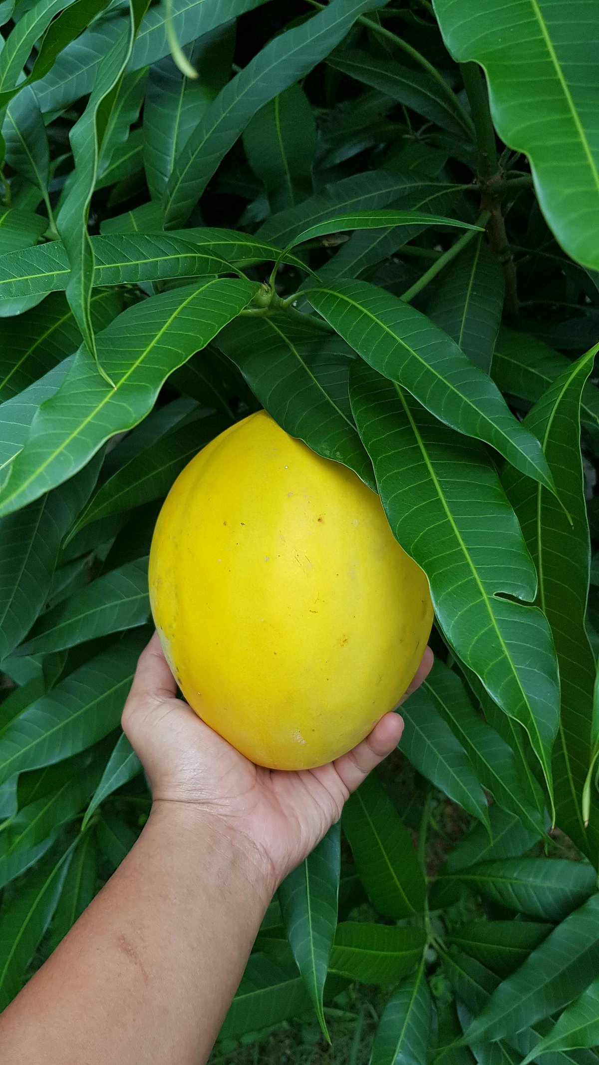 Mango Leaves: മാമ്പഴത്തേക്കാള്‍ നല്ലത്; മാവിലയുടെ ആരോഗ്യ ഗുണങ്ങളറിയാം