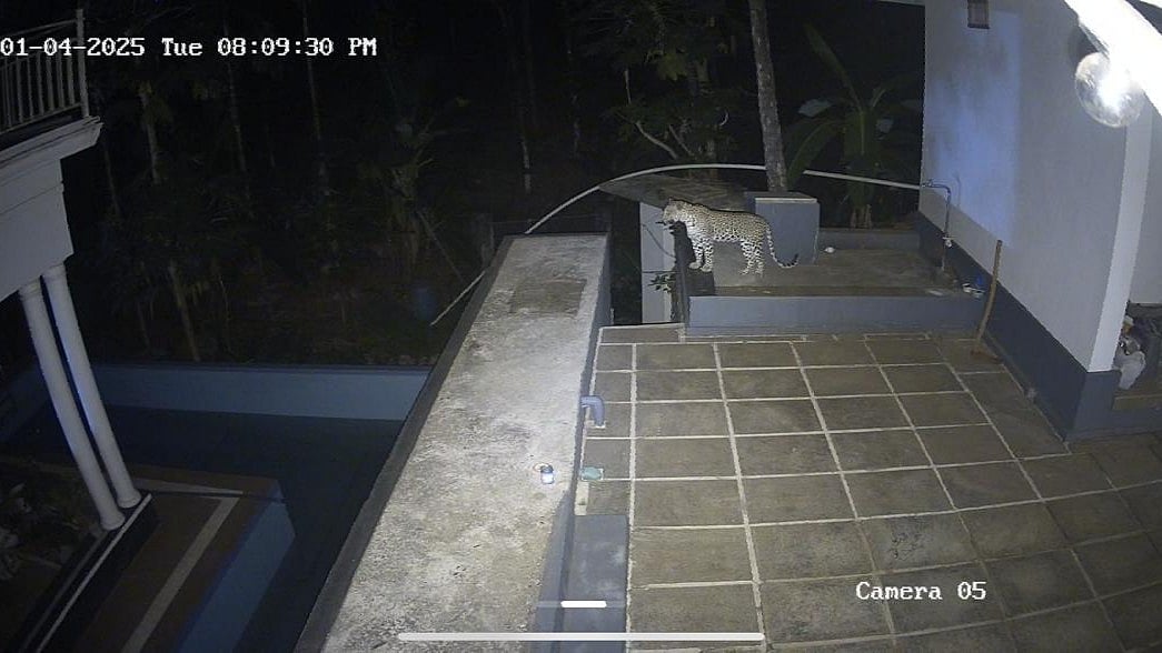 leopard presence: വളര്‍ത്തുനായയെ കാണാനില്ല,സിസിടിവി പരിശോധിച്ചപ്പോള്‍ ഞെട്ടി; വീട്ടുമുറ്റത്ത് പുലി, കാസര്‍കോട് വീണ്ടും പരിഭ്രാന്തി-വിഡിയോ