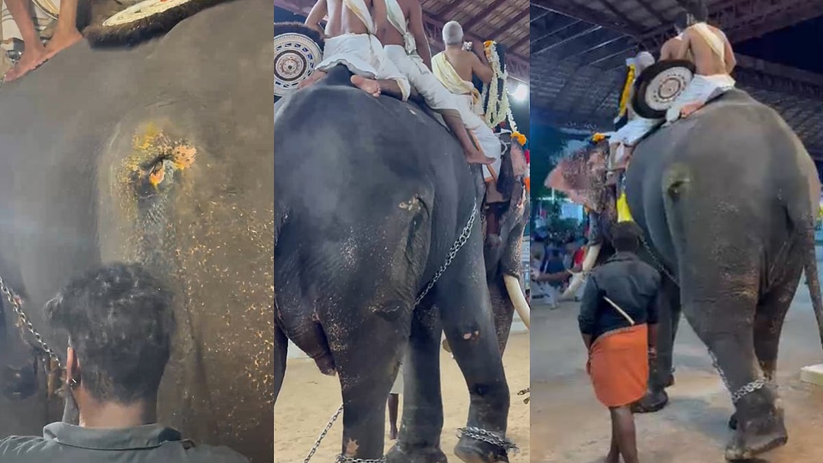 Cruelty to elephant: പഴുത്തൊലിക്കുന്ന മുറിവുണ്ടായിട്ടും എഴുന്നള്ളിച്ചു; ആനയോട് കൊടും ക്രൂരത (വിഡിയോ)