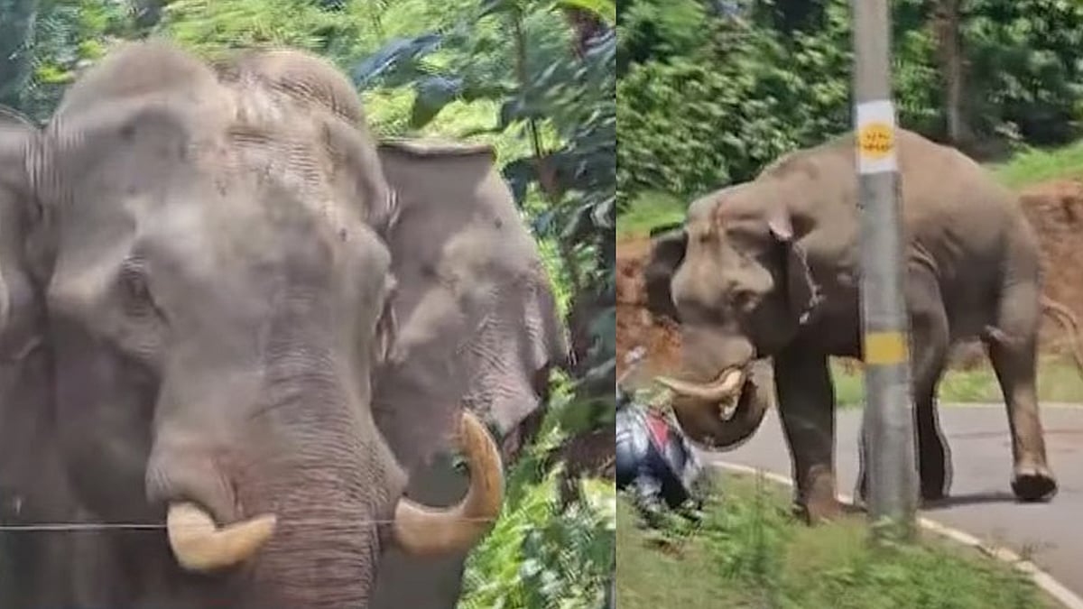 Elephant Attack: വയനാട്ടിൽ ജനവാസ മേഖലയിലിറങ്ങി കാട്ടാന; നാട്ടുകാർക്ക് നേരെ പാഞ്ഞടുത്തു, രക്ഷപ്പെട്ടത് തലനാരിഴയ്ക്ക്, വിഡിയോ