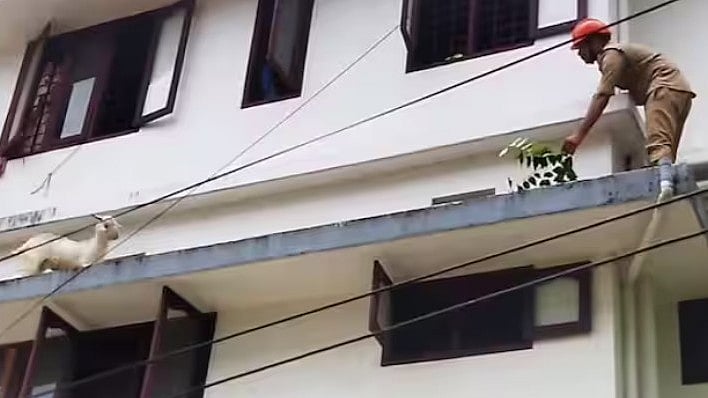 'അടുക്കരുത്, ഇടിക്കുമേ...'; രണ്ടാം നിലയിലെ സണ്ഷേഡില് ആട്, പണിപ്പെട്ട് താഴെയിറക്കിഫയര്ഫോഴ്സ്