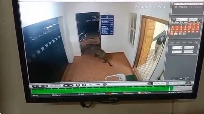 പൊലീസ് സ്റ്റേഷനില് 'മിന്നല് പരിശോധനയ്ക്ക്' എത്തി പുലി; ധൈര്യം സംഭരിച്ച് ഉദ്യോഗസ്ഥന്റെ സമയോചിത ഇടപെടല്- വിഡിയോ