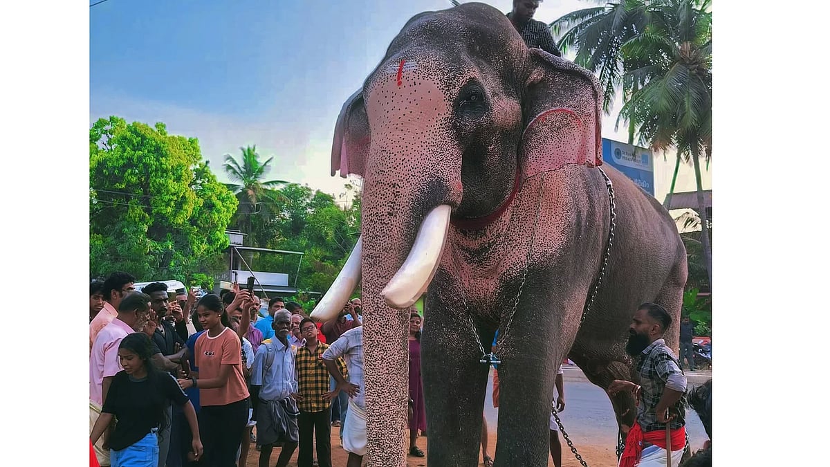 പൂരം ആവേശംകൂട്ടാന്‍ തെച്ചിക്കോട്ടുക്കാവ് രാമചന്ദ്രനും; ചെമ്പൂക്കാവ് ഭഗവതിയുടെ തിടമ്പേറ്റും