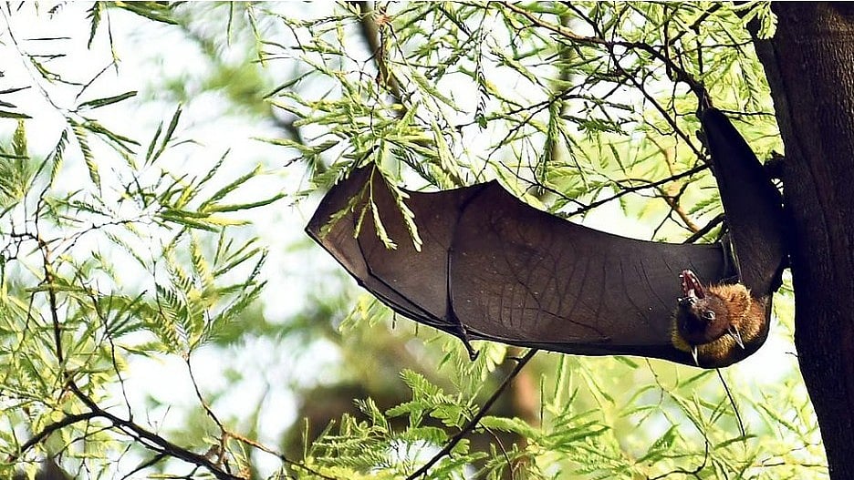 കുറച്ചു ദിവസം മുന്‍പ് കോഴികള്‍ കൂട്ടത്തോടെ ചത്തു, നിപ ബാധിച്ചത് വീട്ടില്‍നിന്നു തന്നെ പുറത്തിറങ്ങാത്ത 42കാരിക്ക്