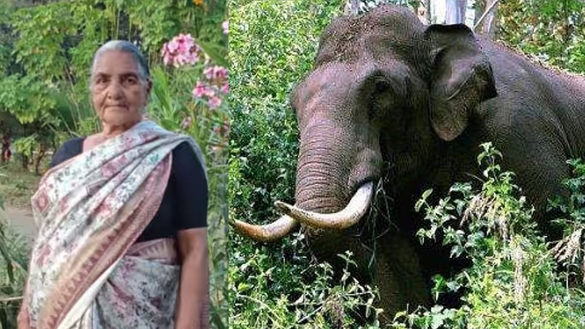 വീണ്ടും കാട്ടാന ആക്രമണം; 75 കാരി കൊല്ലപ്പെട്ടു