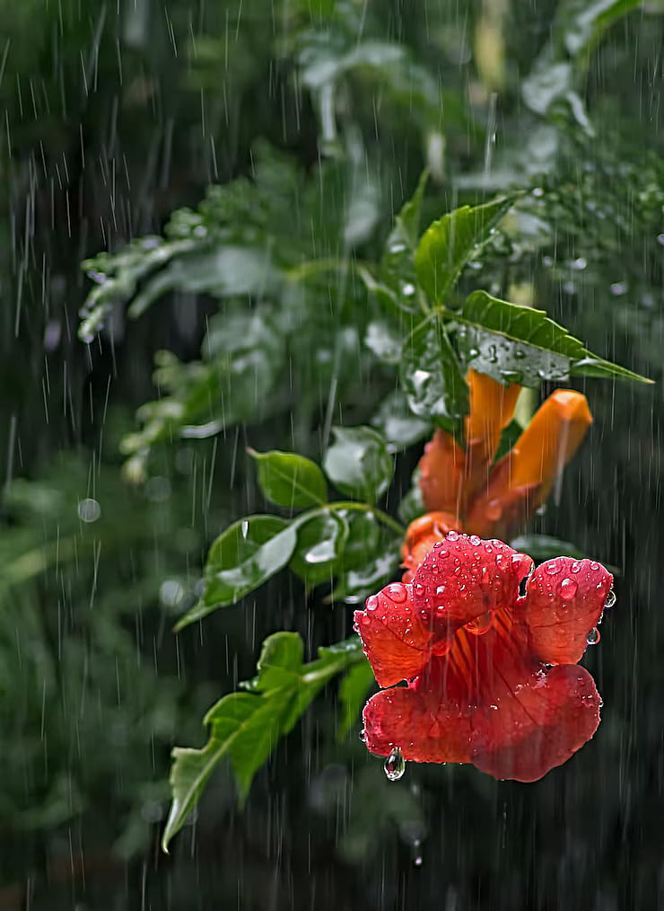 മഴക്കാലമെത്തി, ചെടികള്‍ക്ക് വേണം പ്രത്യേക കരുതല്‍