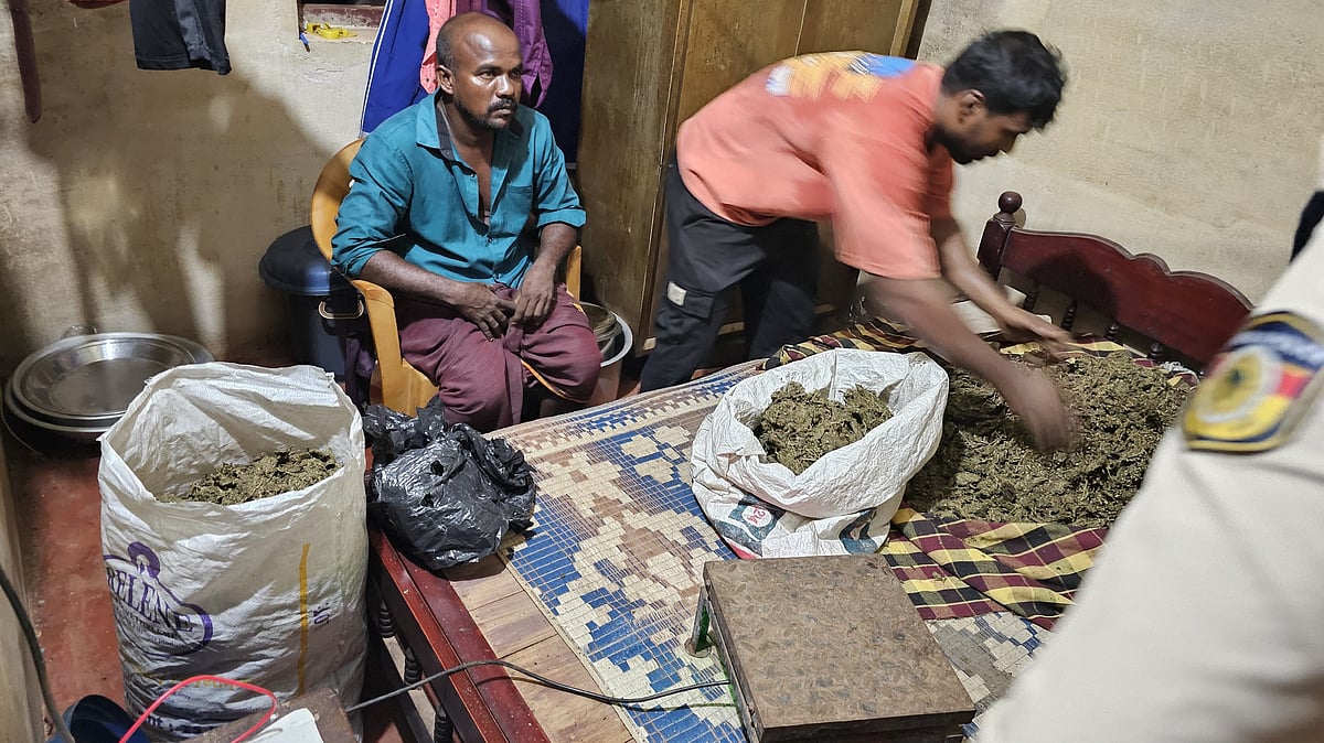 വീട്ടിൽ, ബെഡ്റൂമിലെ കട്ടിലിനടിയിൽ ചാക്കുകൾ; കാസർക്കോട് വൻ കഞ്ചാവ് വേട്ട