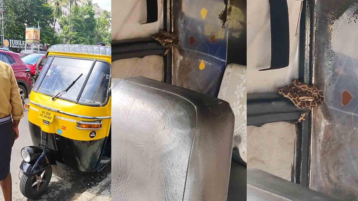 ഓടിക്കൊണ്ടിരുന്ന ഓട്ടോയിൽ അപ്രതീക്ഷിത അതിഥി; പെരുമ്പാമ്പിനെ കണ്ട് ഭയന്നു വിറച്ച് യാത്രക്കാർ ( വീഡിയോ )