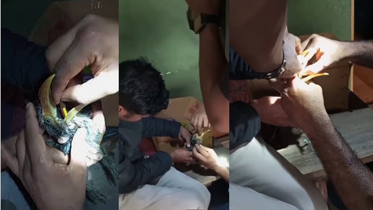 വേഴാമ്പല്‍ പെന്‍സില്‍ വിഴുങ്ങി; രക്ഷകരായി വനംവകുപ്പ് ഉദ്യോഗസ്ഥര്‍, വിഡിയോ