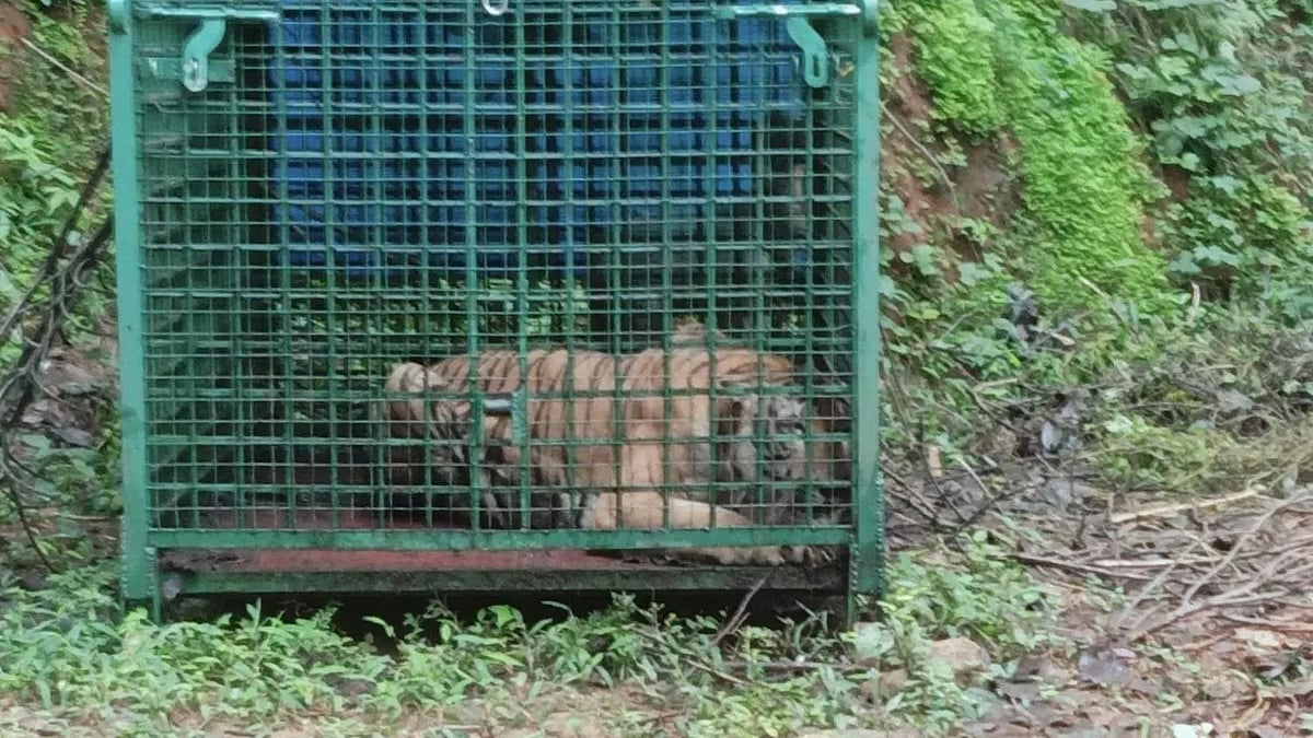കാളികാവിലെ നരഭോജി കടുവ  വനം വകുപ്പിന്റെ കൂട്ടില്‍ കുടുങ്ങി