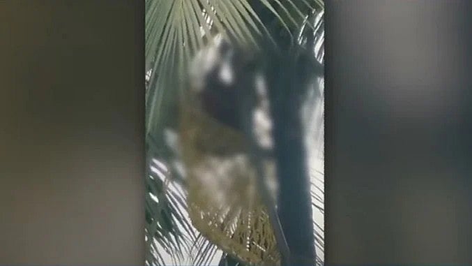 കരിക്ക് ഇടാന്‍ കയറി; ഏറെ നേരം കഴിഞ്ഞിട്ടും ഇറങ്ങിയില്ല; ഓലമടലുകള്‍ക്കിടയില്‍ കുടുങ്ങിയ നിലയില്‍ യുവാവിന്റെ മൃതദേഹം