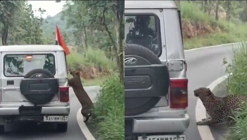 റോഡില് പുലി, ഫോട്ടോയെടുക്കാന് വാഹനത്തില് നിന്ന് കൈ പുറത്തിട്ടു, പിന്നാലെ ആക്രമണം; വിഡിയോ