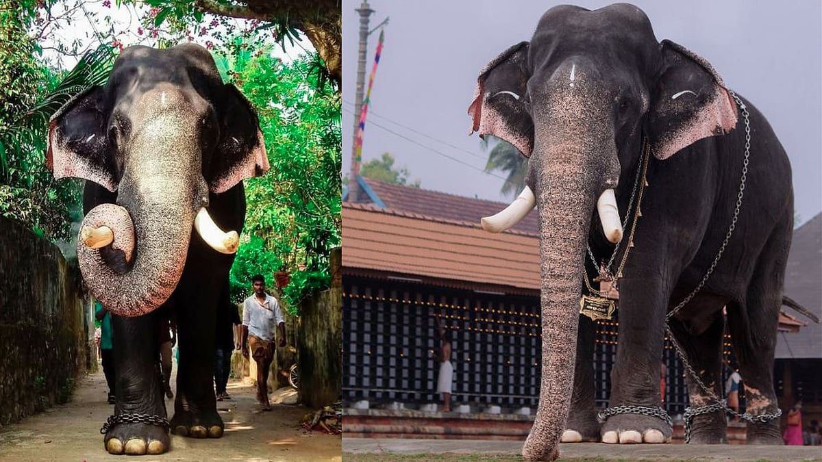 ആനപ്രേമികളുടെ ഇഷ്ടക്കാരന്‍, ഈരാറ്റുപേട്ട അയ്യപ്പന്‍ ചരിഞ്ഞു